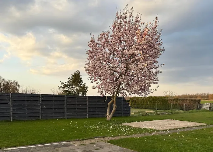 Comfy House * 埃尔夫特施塔特